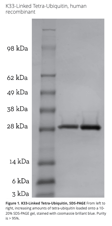 K33 Tetra-Ubiquitin