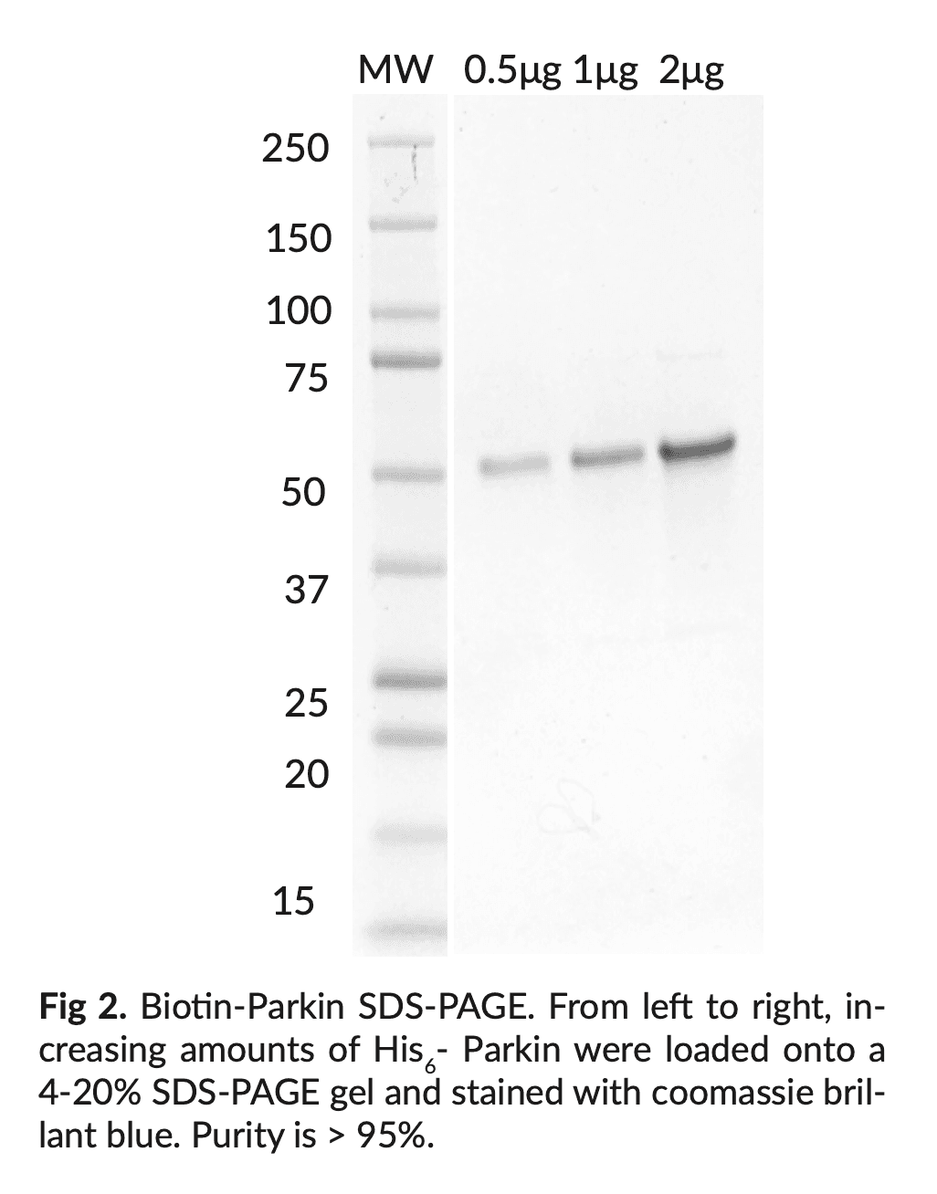 Biotin Parkin (PARK2) E3 Ligase Protein