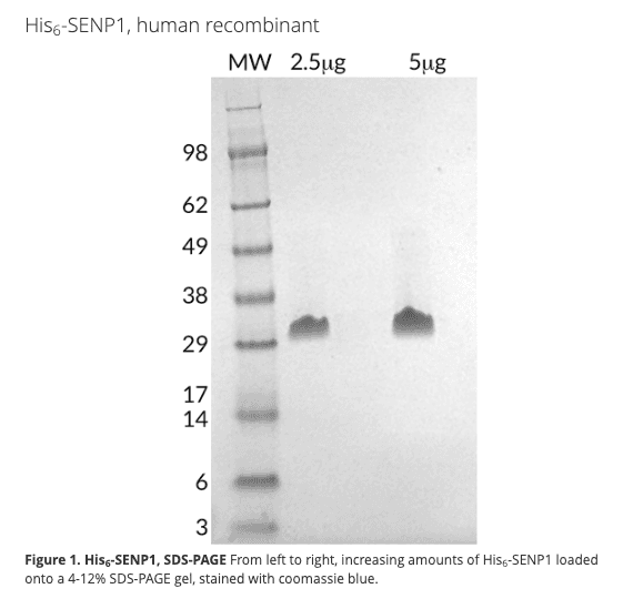 His6-SENP1, human recombinant