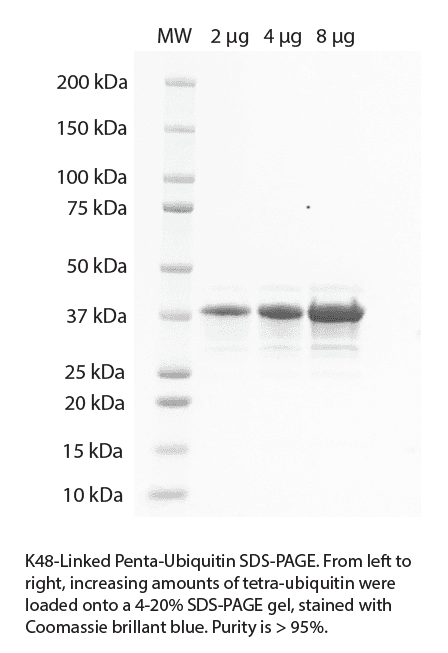 K48 Penta Ubiquitin