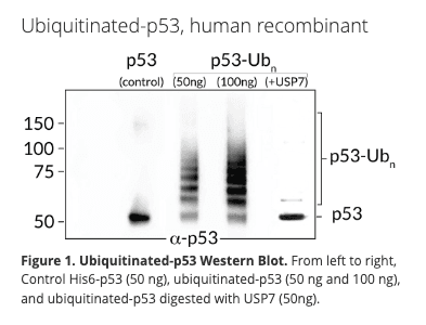 His6-Poly-Ubiquitinated p53, human recombinant