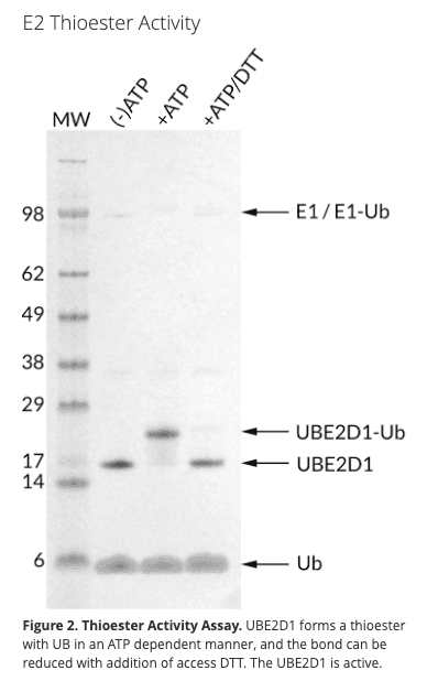 UBE2D1 (Recombinant Human)