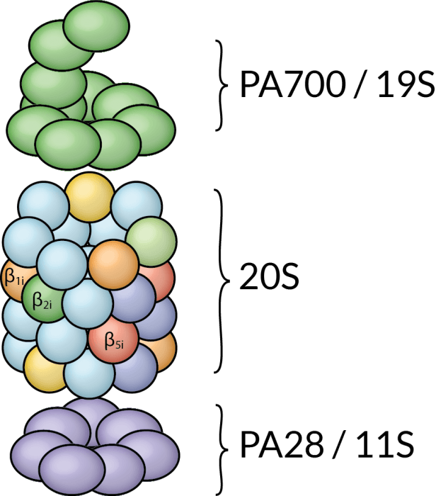 20S Immunoproteasome (Human) (PBMC)