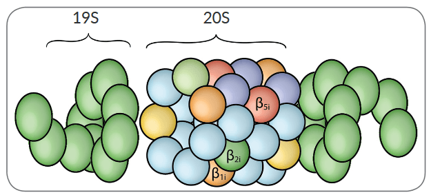 20S Proteasome (rat)