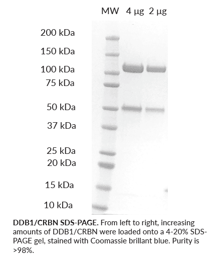 DDB1/Cereblon (CRBN) Protein