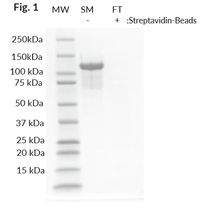 His8-Avi-DDB1-Biotinylated