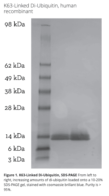K63 Di-Ubiquitin