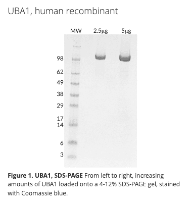 Ubiquitin Activating Enzyme (UBA1), human recombinant