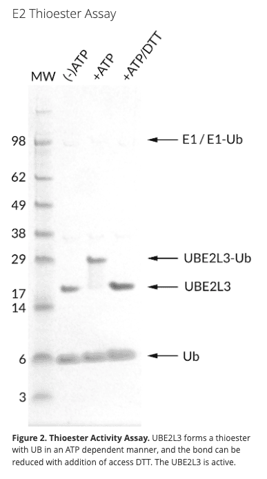 UBE2L3 (Recombinant Human)