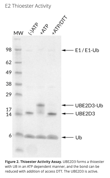 UBE2D3 (Recombinant Human)
