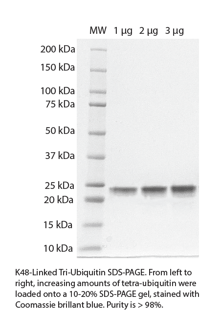 K48 Tri-Ubiquitin