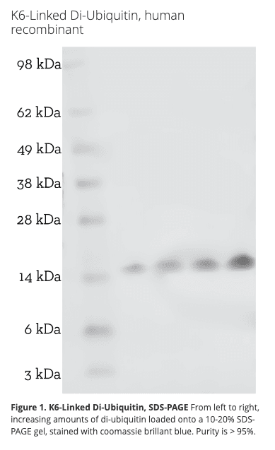 K6 Linked Di-Ubiquitin