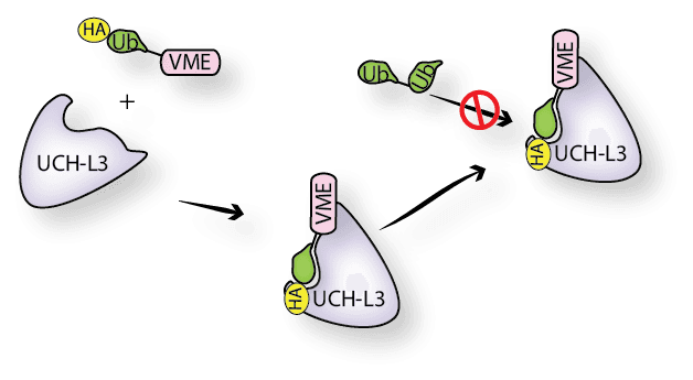 HA-Ubiquitin-Vinyl Methyl Ester