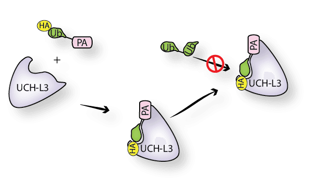 HA-Ubiquitin-Propargylamide
