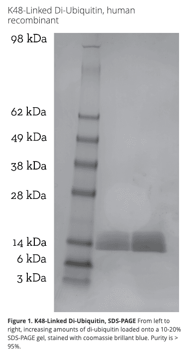 K48 Di-Ubiquitin