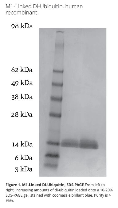M1 Di-Ubiquitin
