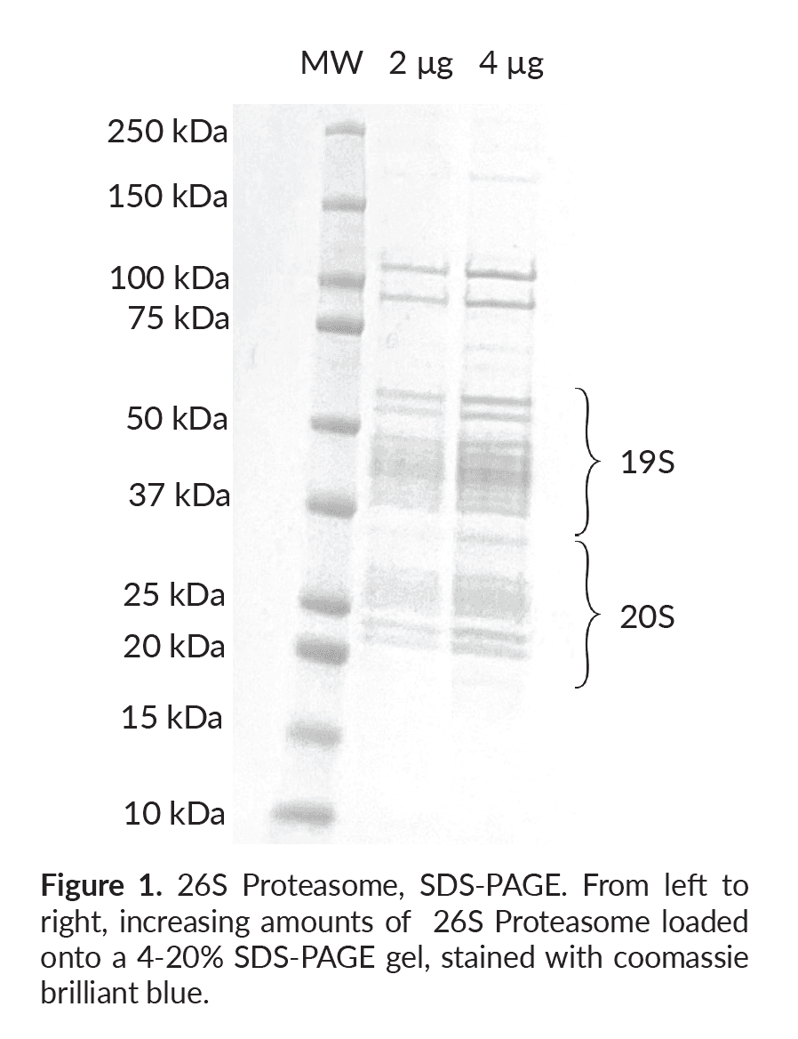26S Proteasome (Human HEK293) (untagged)