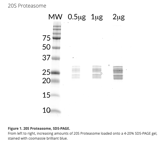 20S Proteasome, human RBC