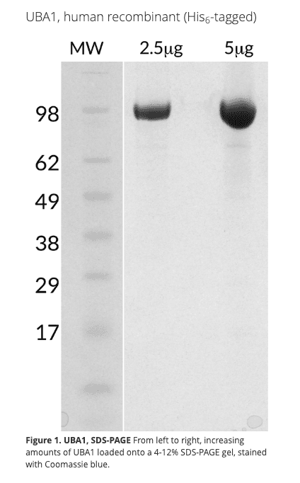 Ubiquitin Activating Enzyme (UBA1), human recombinant (His-tagged)