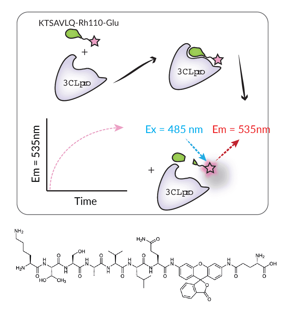 KTSAVLQ-Rhodamine110-y-Glu