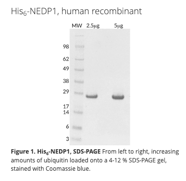His6-NEDP1, human recombinant