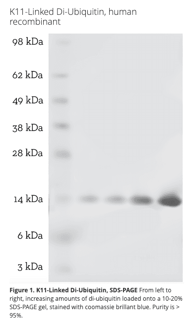 K11 Di-Ubiquitin