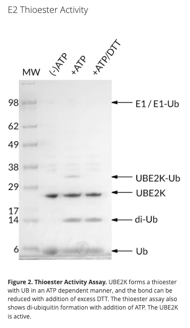 His6-UBE2K, human recombinant