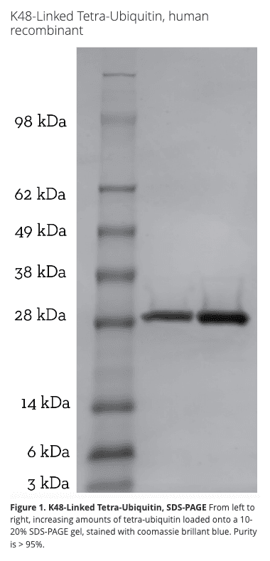 K48 Tetra-Ubiquitin