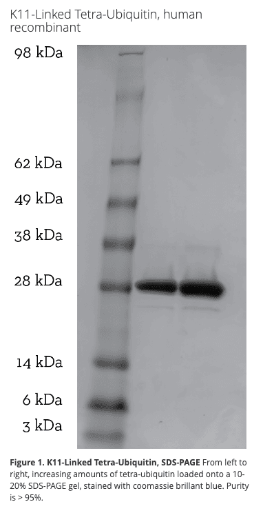 K11 Tetra-Ubiquitin