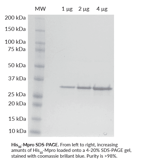 His10-SARS-CoV-2 Mpro (3CLpro)