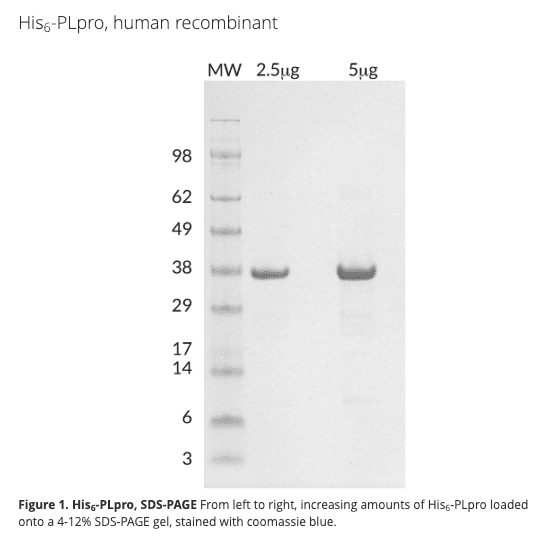 His6-SARS-CoV (PLpro), SARS Coronavirus recombinant